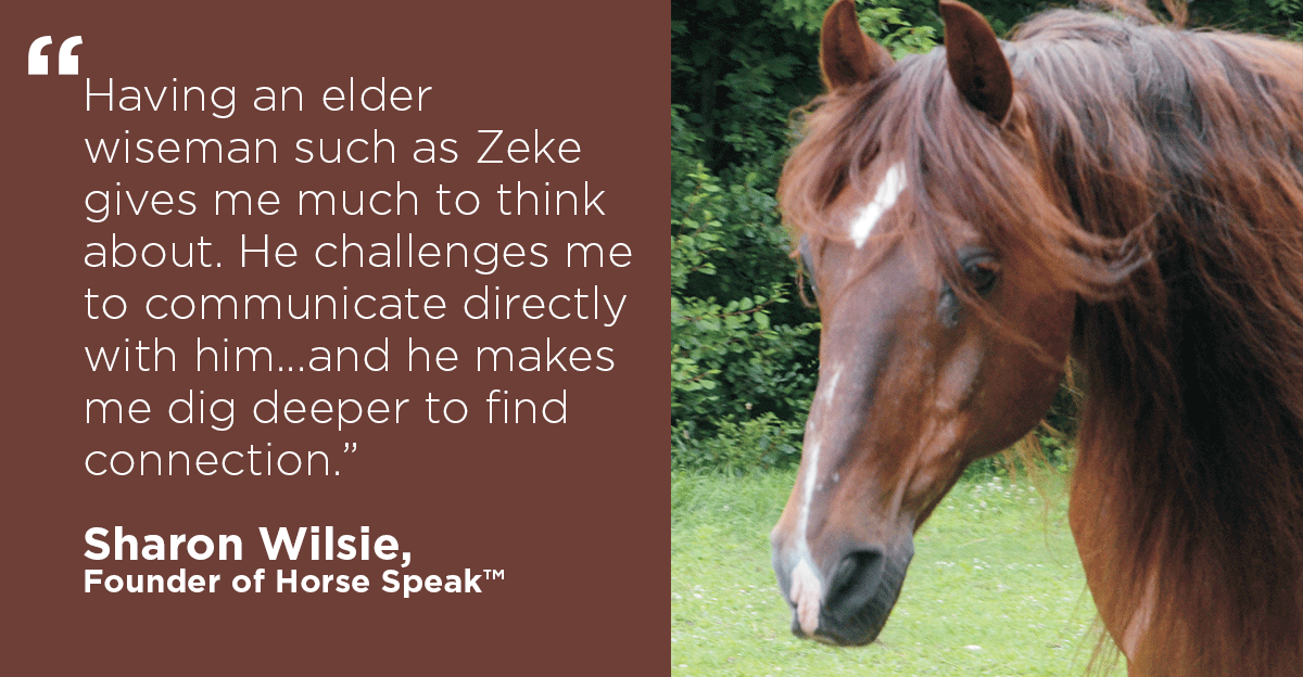 The Joy of the Senior “Lawn Horse”
